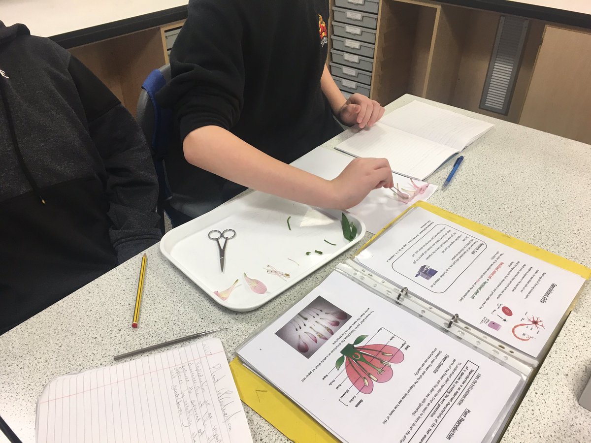 millburnbio's tweet photo. Flower dissection 🌺 🌸 for 1K in science this morning. Very impressed with how quickly they picked up the names and locations of structures! https://t.co/jalcV1RoSv