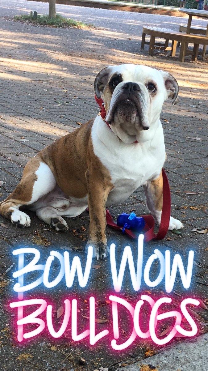 SP_SUVB_3's tweet photo. Nothing screams more school spirit than the school mascot! #ruffem #bowwowbulldogs #jmc200emmons4 https://t.co/Ct0gTTCNzh