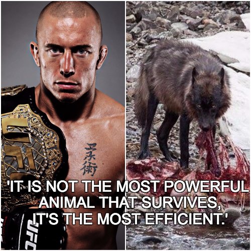 JoeAckers's tweet photo. A cockroach cant defeat a dinosaur. But the cockroach assured its survival. Adaptation. One could adapt and the other could not #GSP #UFC217 https://t.co/tdsPvhodCz