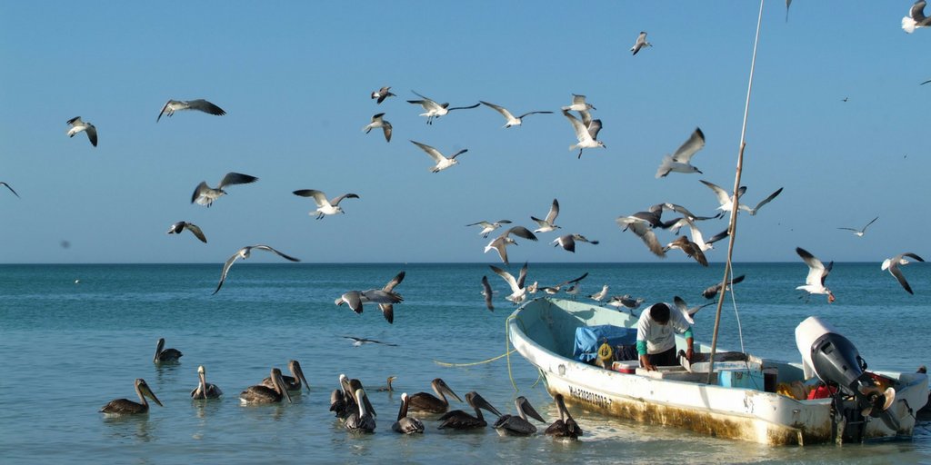 CancunDotCom's tweet photo. #DestinationFriday As a #birdwatcher enthusiast, come #explore & watch birds from towers & walkways in #IslaPajaros! https://t.co/169FYyAp4I https://t.co/0cG6UXeNtA