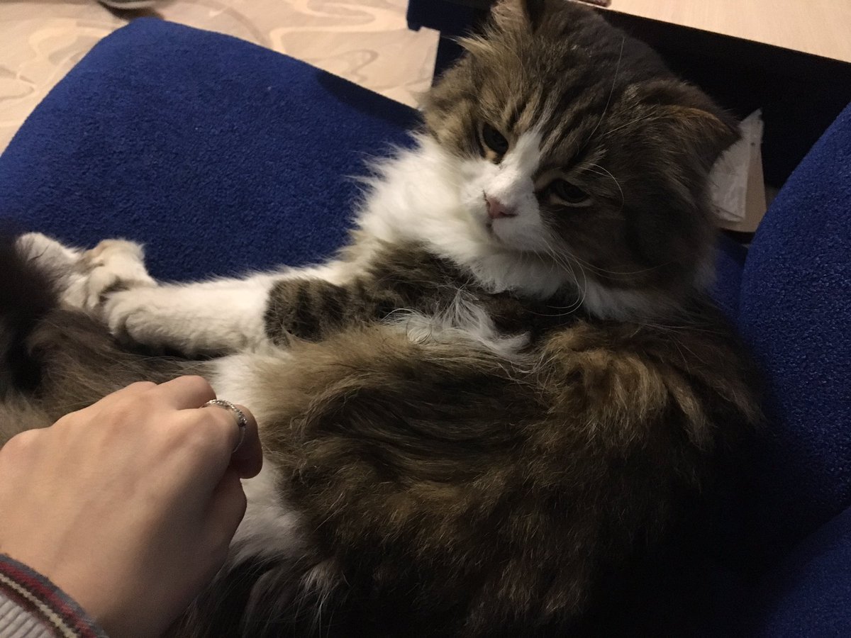 puff_pluff's tweet image. Лапы кота такие же огромные, как лапы собаки