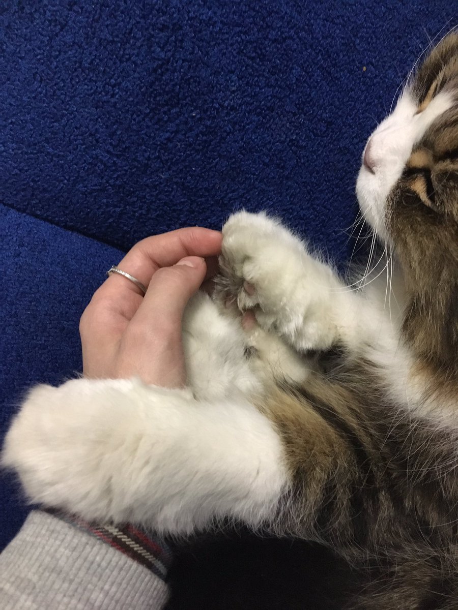 puff_pluff's tweet image. Лапы кота такие же огромные, как лапы собаки