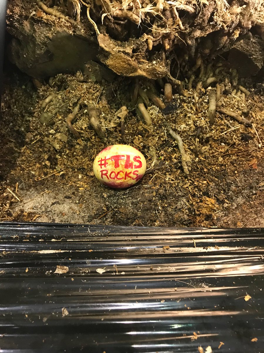 Arborjet's tweet image. We found one! Check around @FNGLA's 2017 Landscape Show today for #TLSrocks to collect. And don't forget to come visit us at booth #1101!