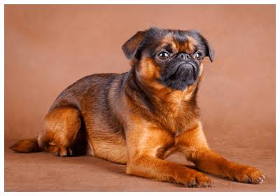 アメンポトフ13世 A Twitter ベルギー産の犬種 グリフォンは 被毛なら ブリュッセル グリフォン 黒い被毛になると ベルジアン グリフォン 短毛なら プチ ブラバンソン 日蝕の日に白塗りで産まれると マリリン マンソン と交配によっては1頭から四 種の