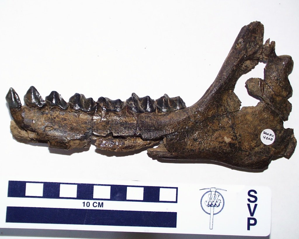 dcpaleo's tweet photo. #FossilFriday Trio of #Miocene endemic S. American ungulates from Lonquimay, Chile: #notoungulate (Nesodon), #litoptern, #astrapothere https://t.co/olVN3FmuYh