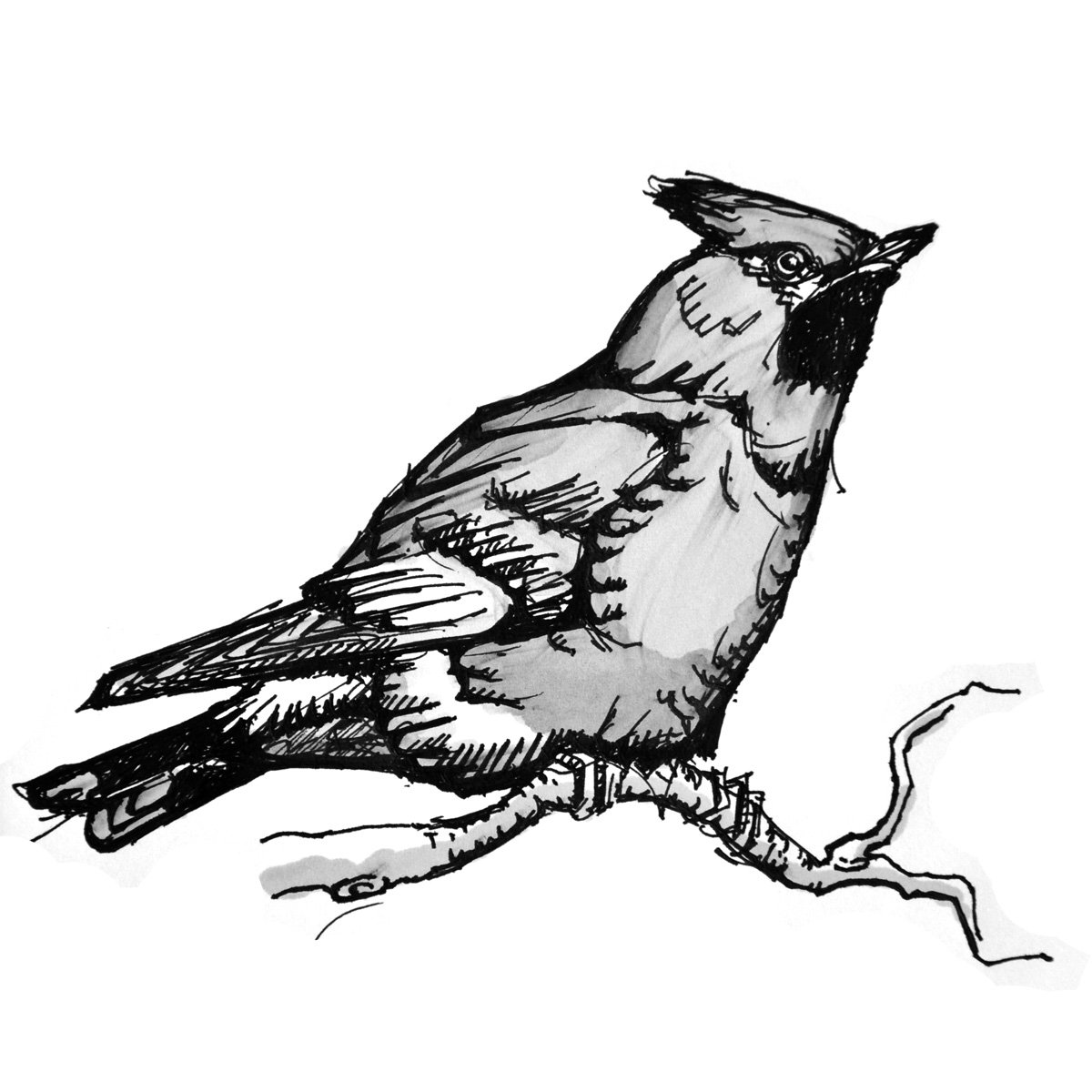 Hi <a href="/ChrisGPackham/">Chris Packham</a> drew you a waxwing.