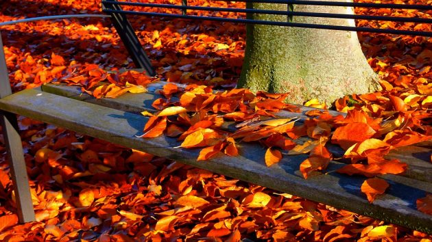 15 tips for photographing autumn leaves 👉 apmag.co/8mFLbO

Tweet us your best shots – We'll RT our favs!