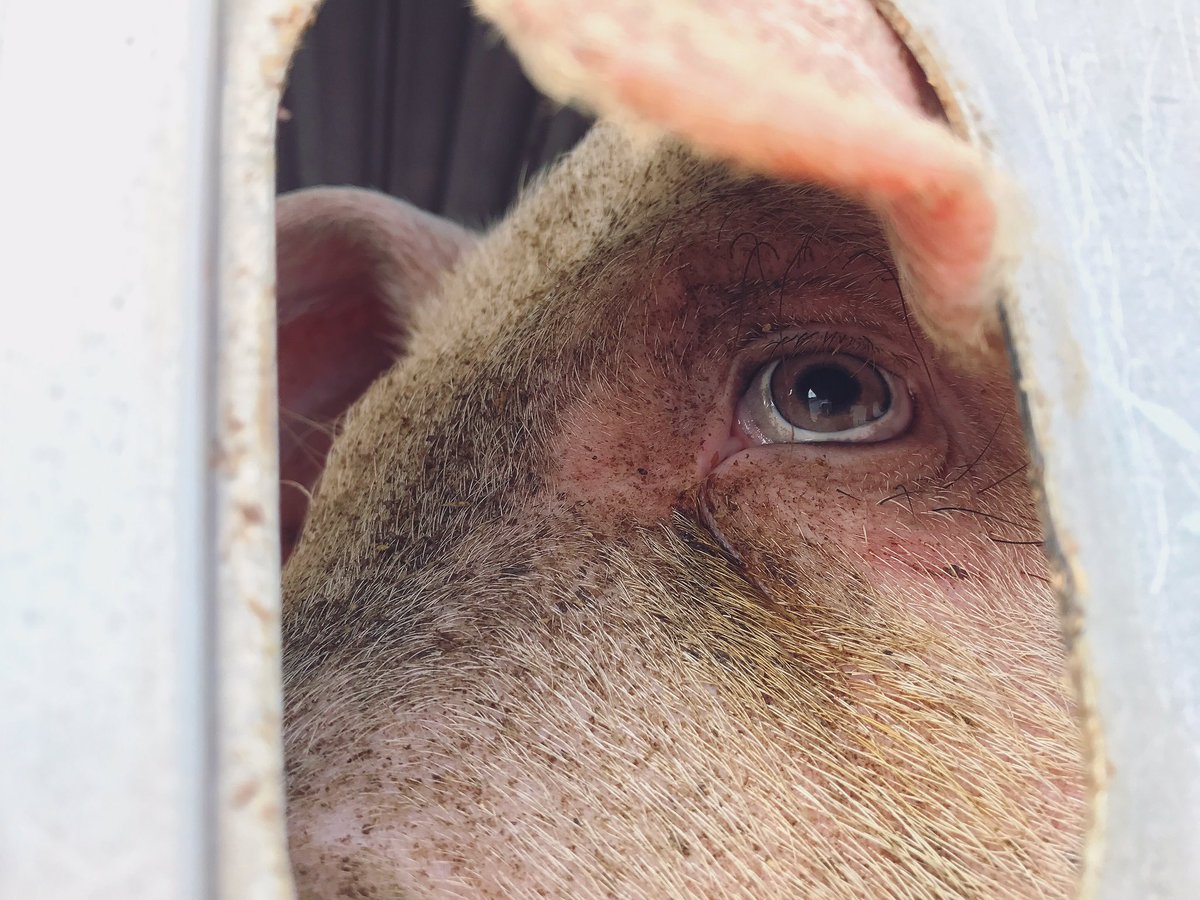 pyrrhula_bae's tweet photo. Les animaux éprouvent des sentiments, ont des émotions, une sensibilité, une intelligence qui sont les leurs.

Voyons avec leurs yeux. https://t.co/4YDrTdT1Uh