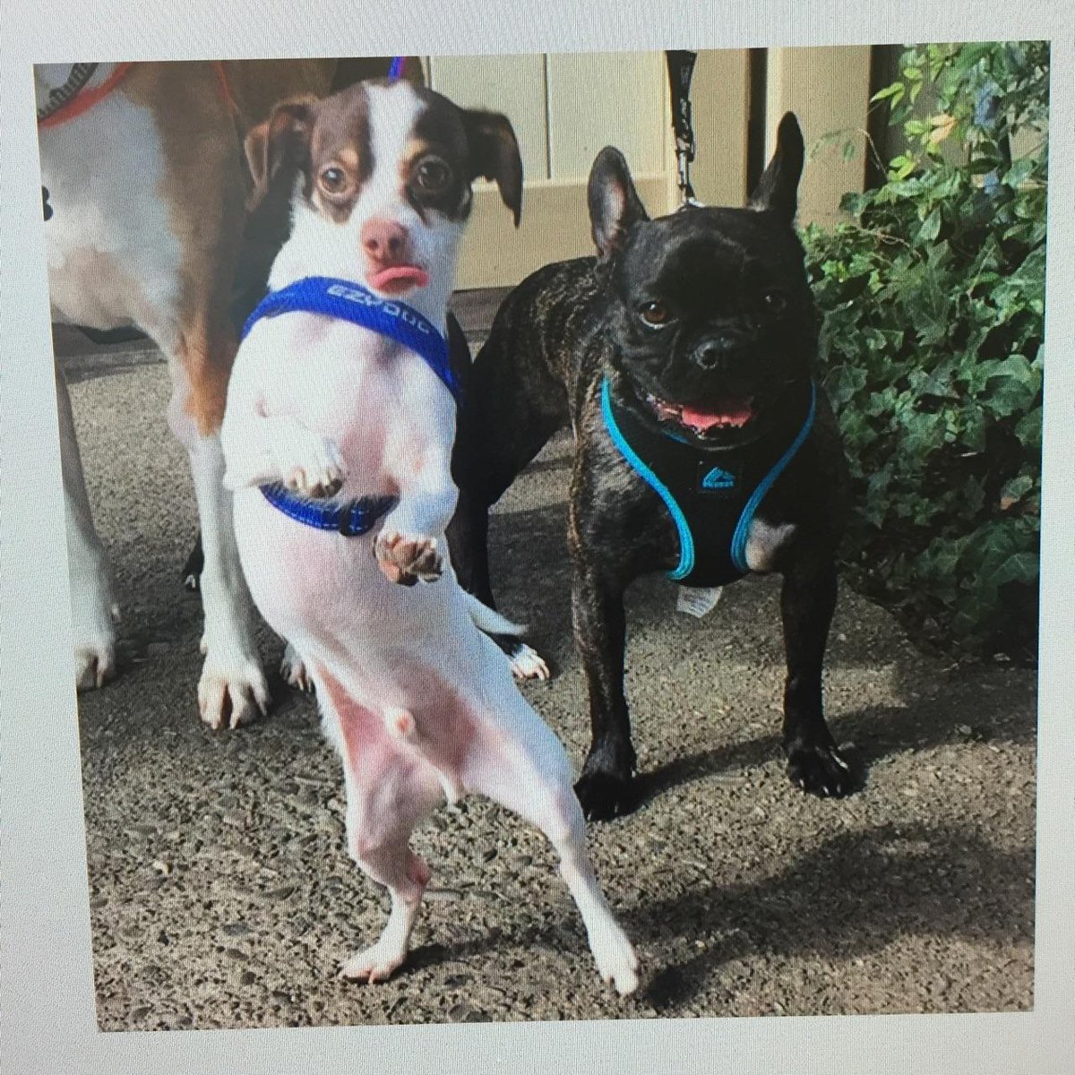 Jake my rescue dog and Div5 mascot is excited to Show he is part of the TEAM!