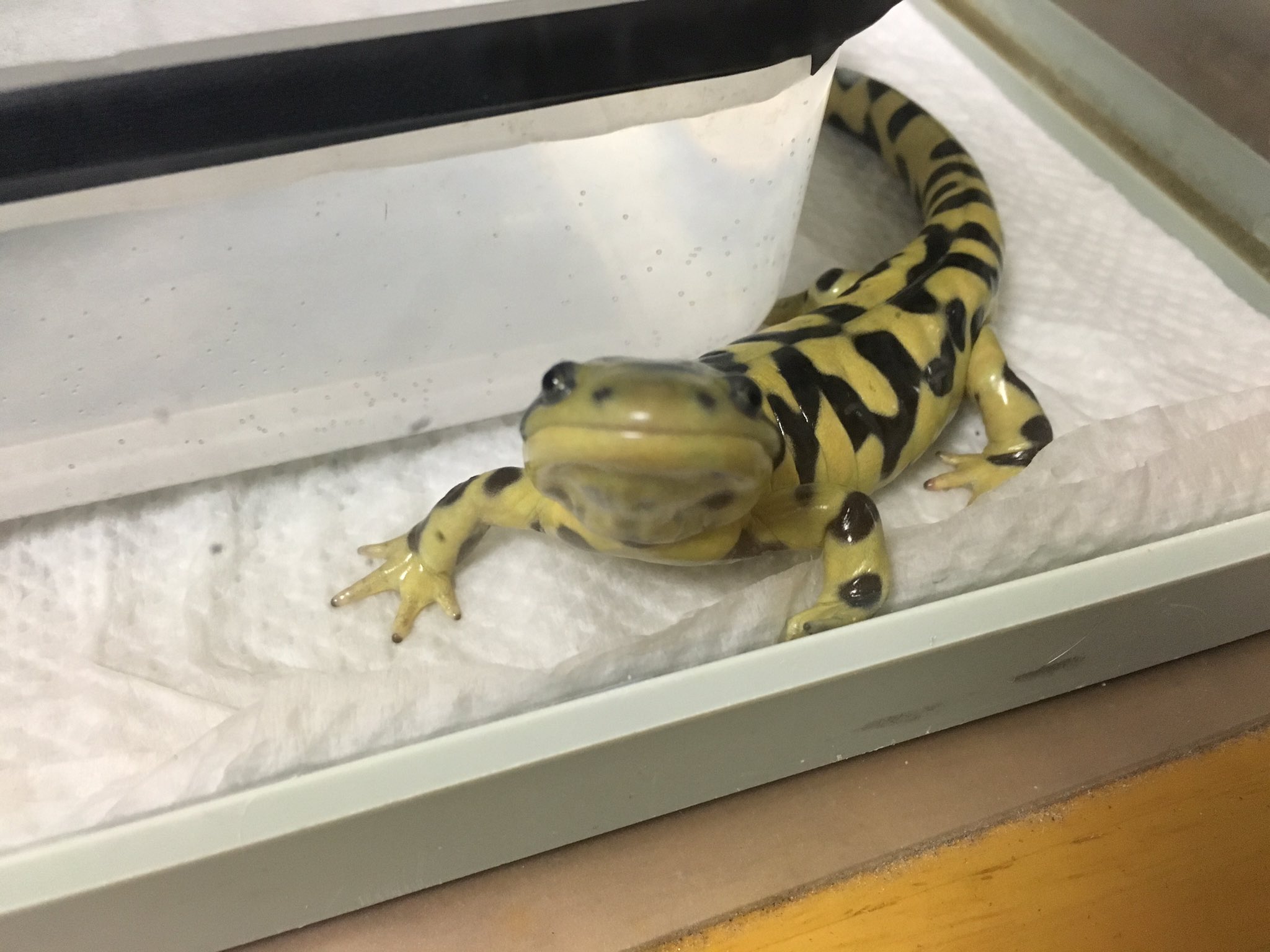 ピラニアの坊や Twitter પર ブラックアウトでお迎えしました タイガーサラマンダーとオビタイガーサラマンダーです 雌雄はわかりません笑 飼育の仕方はこれで大丈夫ですかね オビタイガーサラマンダー タイガーサラマンダー 両生類 T Co Tpokbxmcoy