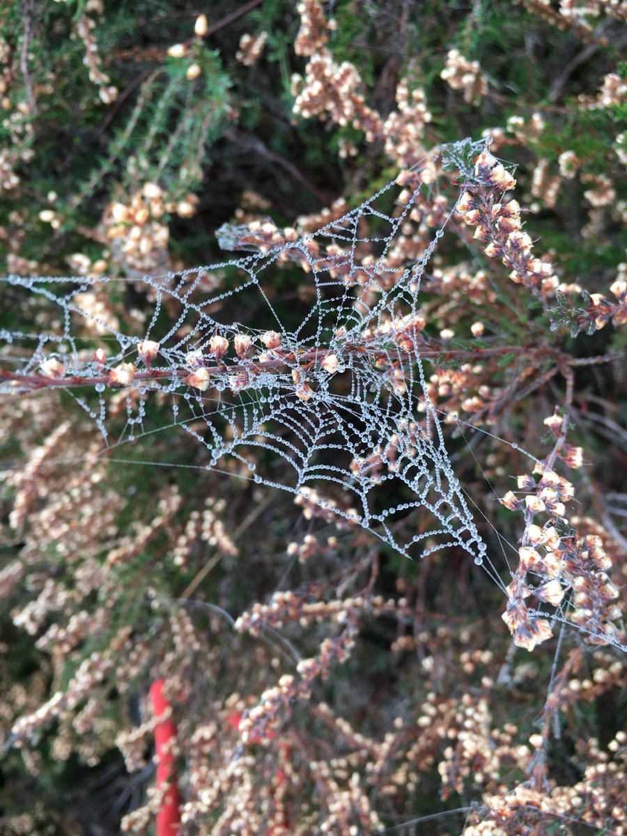 jaggerdesigner's tweet photo. Beautiful dewy webs in Heather on morning dog walk today at #longslade #newforest #mistymoistymorning https://t.co/JaYJKss9Fd