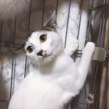 白キジのTwitterイラスト検索結果(古い順)。
