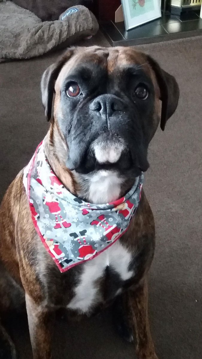 shortchamp's tweet photo. Ebony getting ready for Christmas @BoxerFanClub @BoxerDogUnion https://t.co/n1I2nrVRv8