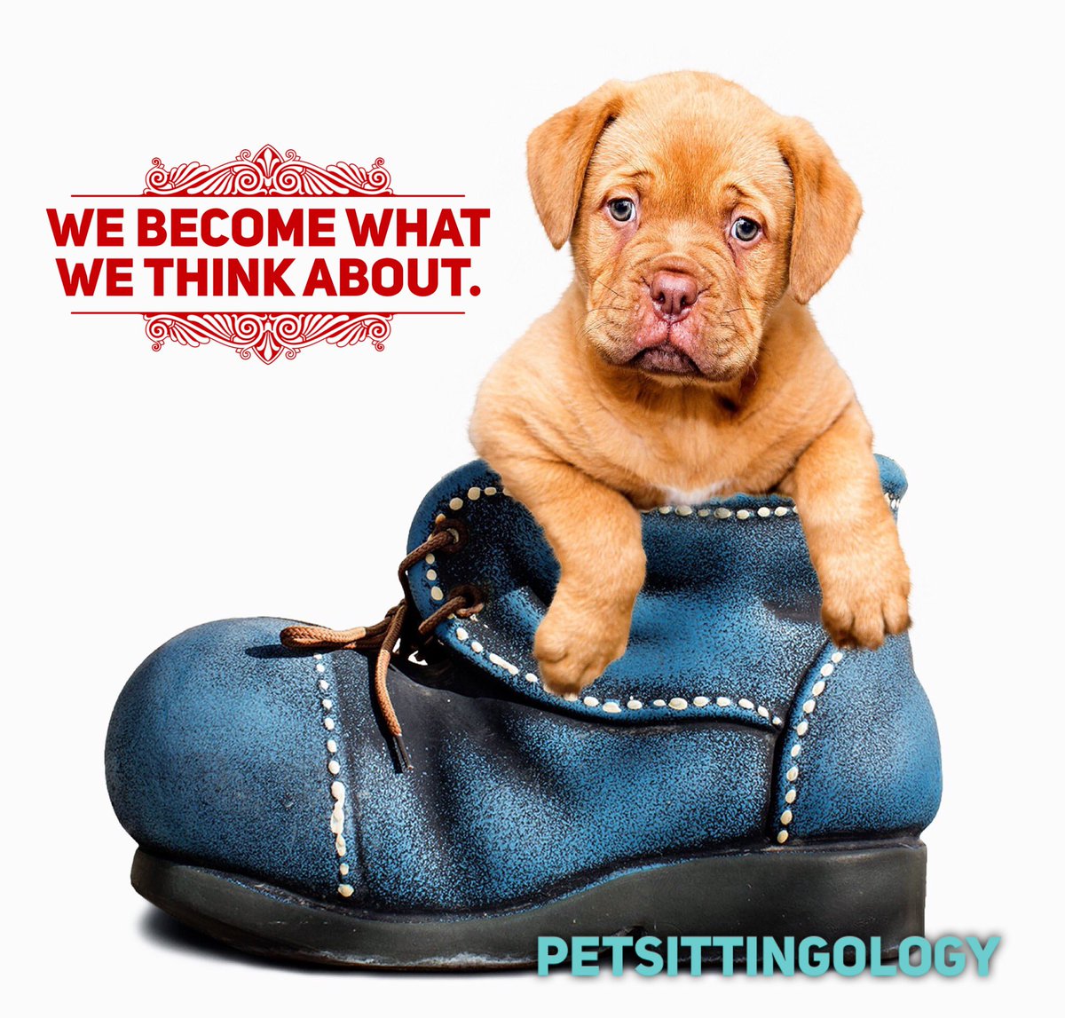 PetSittingOlogy tweet media