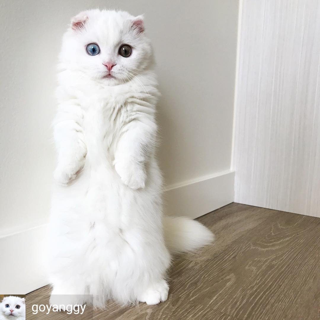 ulat_bulu_bulu's tweet photo. "Tejut ite!" https://t.co/HgB2xRUsGZ