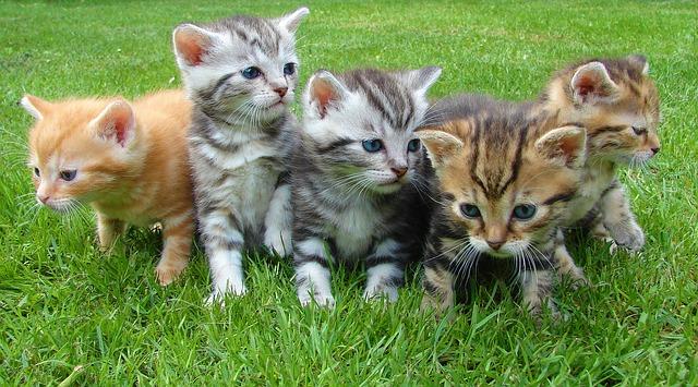 KooppleinHTL's tweet photo. Wordt nooit meer opgelicht! Truc 1: puppies en kittens
Ons blog: https://t.co/OiAgPjPNFd https://t.co/nOKaOd75kE