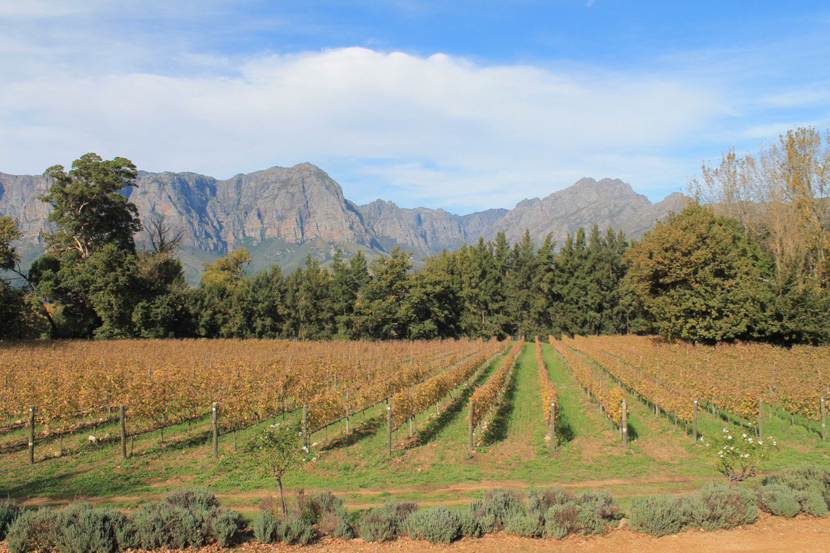 grabbinglife's tweet photo. Our fav pics from prev trips! Every trip needs #wine.  We loved the #Franschhoek region of #SouthAfrica. #wineregions #travelphotography https://t.co/bi5lpwHIrQ