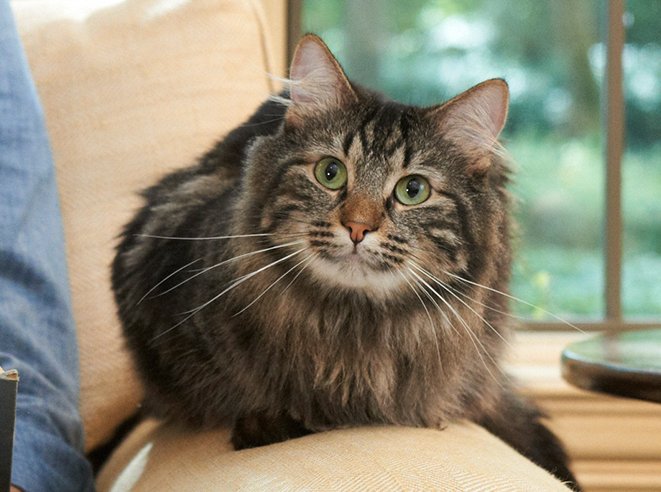 #HowToBePopularIn4Words be an adorable cat