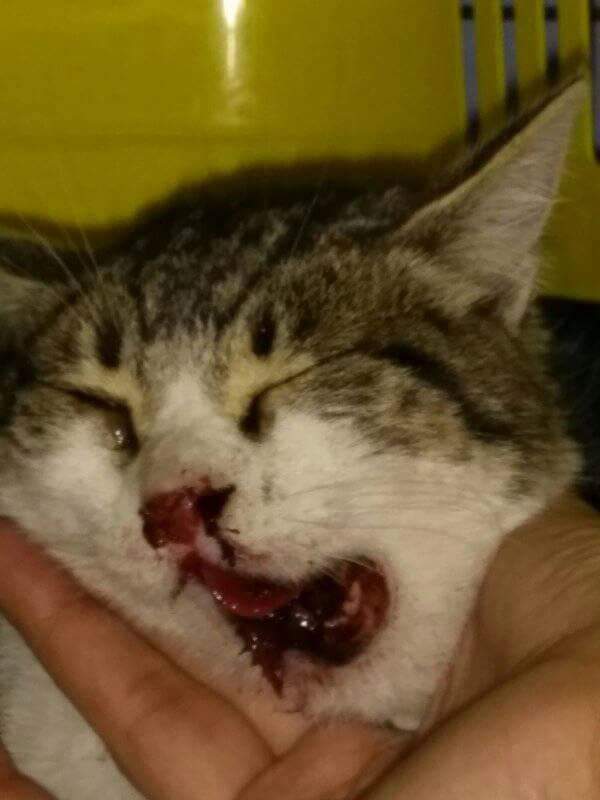 KÖPEK SALDIRISINDA ÇENESİ KIRILAN PİSİNİN AMELIYAT OLMASI İÇİN TEDAVI GÖNÜLLÜSÜ YADA DESTELCILERI ARANIYOR. 
ANKARA
0312 256 39 40