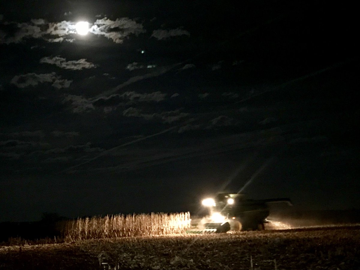 GavinRKenney's tweet photo. Brisk evening to take out a plot, but a big win by @ProducersHybrid 7428STX! Thanks to my family for putting in a great plot! #PHYieldZone https://t.co/IhtaVfEopX