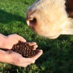 Photo by How Now Dairy (@DairyHowNow)