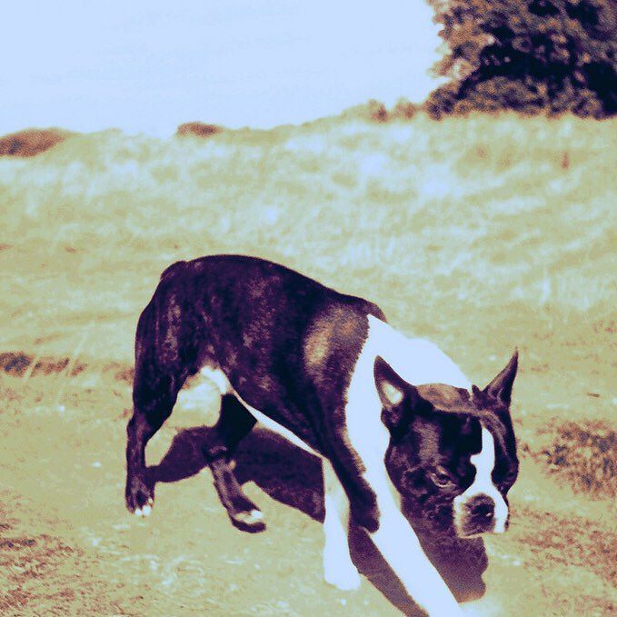 dogstr_street's tweet photo. Happy Friday!
📷 : James Tebbutt
.
.
.
.
#dogstr #dogstrstreet #liveadventurously #dog #dogwalking #dogs #doglove #tongueout #igdogs #flickr… https://t.co/4p42vPBamO