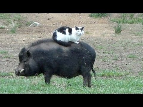 AmazingFunnyVi2's tweet photo. Funny FARM ANIMALS will make you LAUGH EXTREMELY HARD - Funny ANIMAL compilation - https://t.co/Tsk8jl6Lax https://t.co/Oi2mEGtfyu