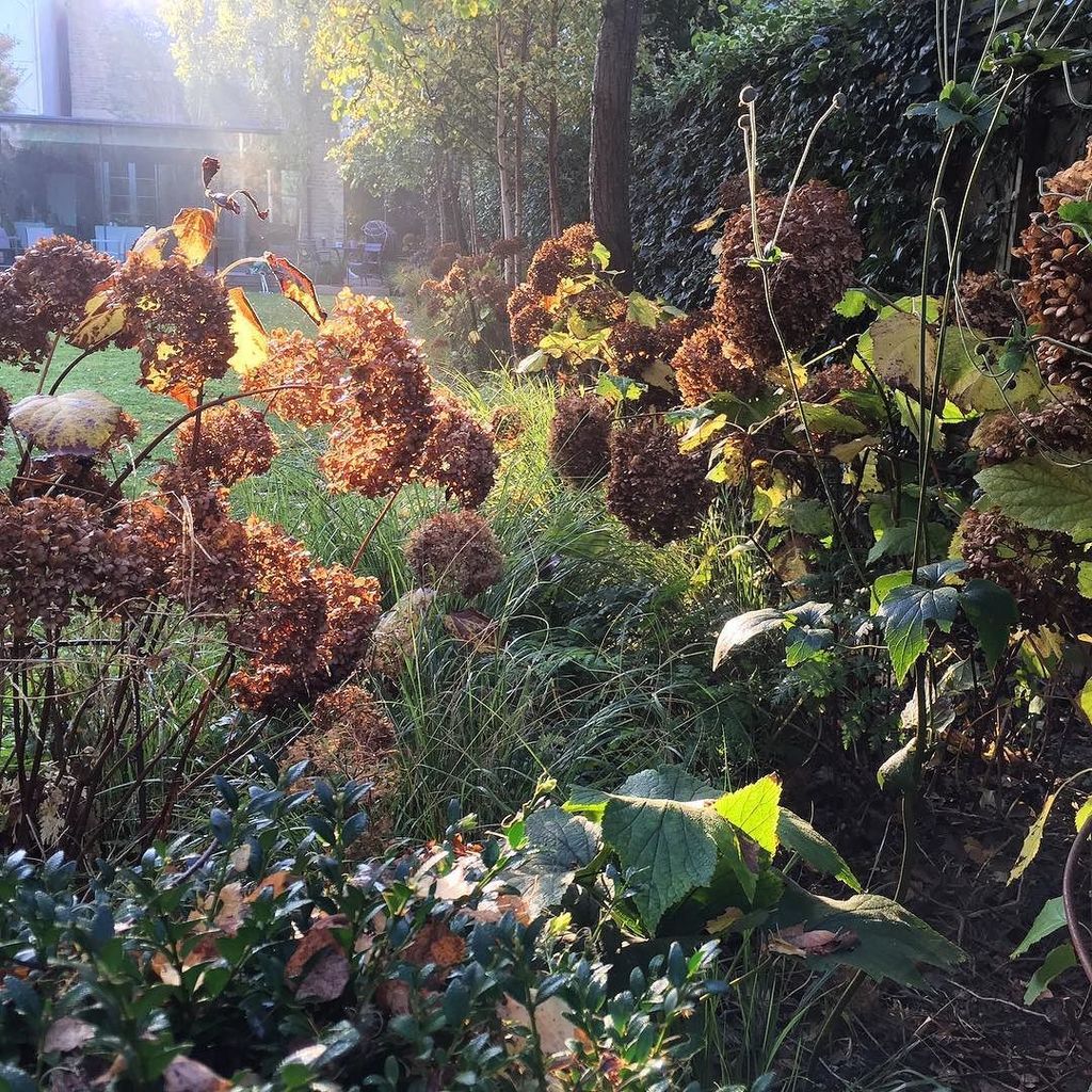 juliagardener's tweet photo. #thismorning #hydrangeaannabelle #backlit https://t.co/02ngstEZLh https://t.co/9SFSciDmNs