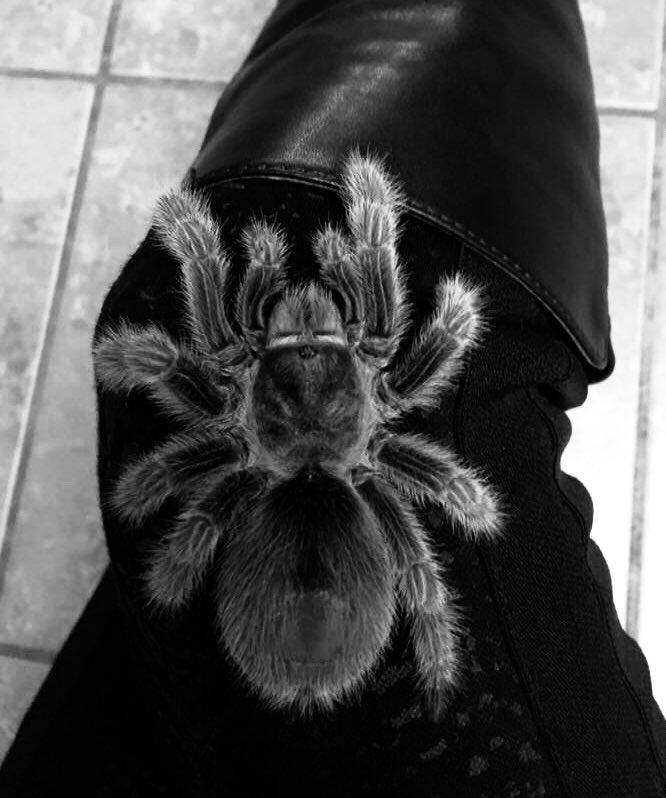 Extreme_Animals's tweet photo. It’s creepy, crawly Friday! https://t.co/qWiQzGcdIL