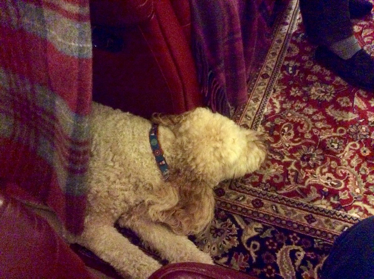 ludoodle's tweet photo. Winter’s coming time to take cover under the throw! https://t.co/VEjTlHYvft
