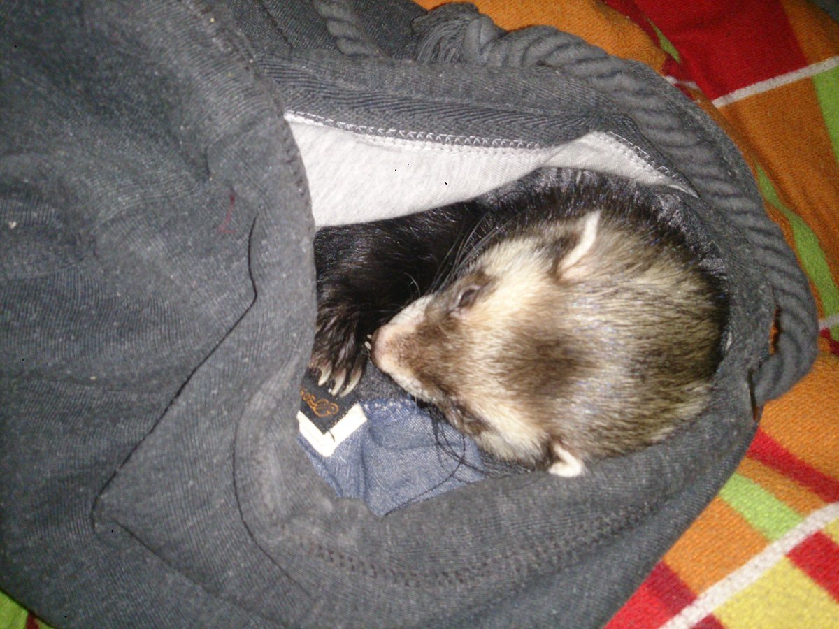 Woodstock0803's tweet photo. #hoodiefriday ツ

Drin liegen zählt doch auch, oder? 
ODER??? https://t.co/VheFm6DsPW