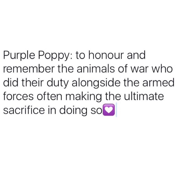 hcuthb200's tweet photo. Purple Poppy arrived today to wear together with the traditional Red Poppy❤️💜 #RemembranceDay #purplepoppy #redpoppy https://t.co/h0diF4nc6A