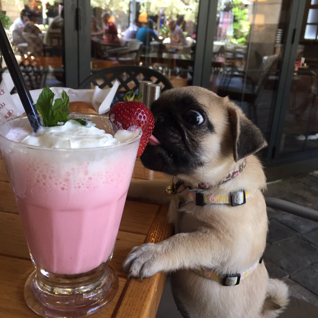 Loulou_thepug's tweet photo. https://t.co/h9XiRQTn2s