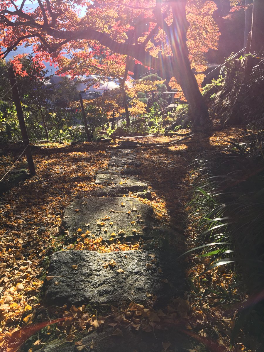 sky_moon_660's tweet photo. 久しぶりの快晴…
陽射し暖かく風ひんやり…
#紅葉  #もみじ https://t.co/TmuWJY9YHT
