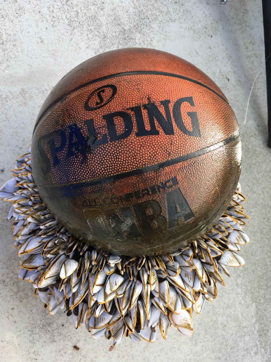 BBCCornwall's tweet photo. 🌊🏀CLAM DUNK🏀🌊 @rjharrington1 @mcsuk says this #basketball found floating off #Dorset could have been at sea for more than two years https://t.co/I9FOHgaumm