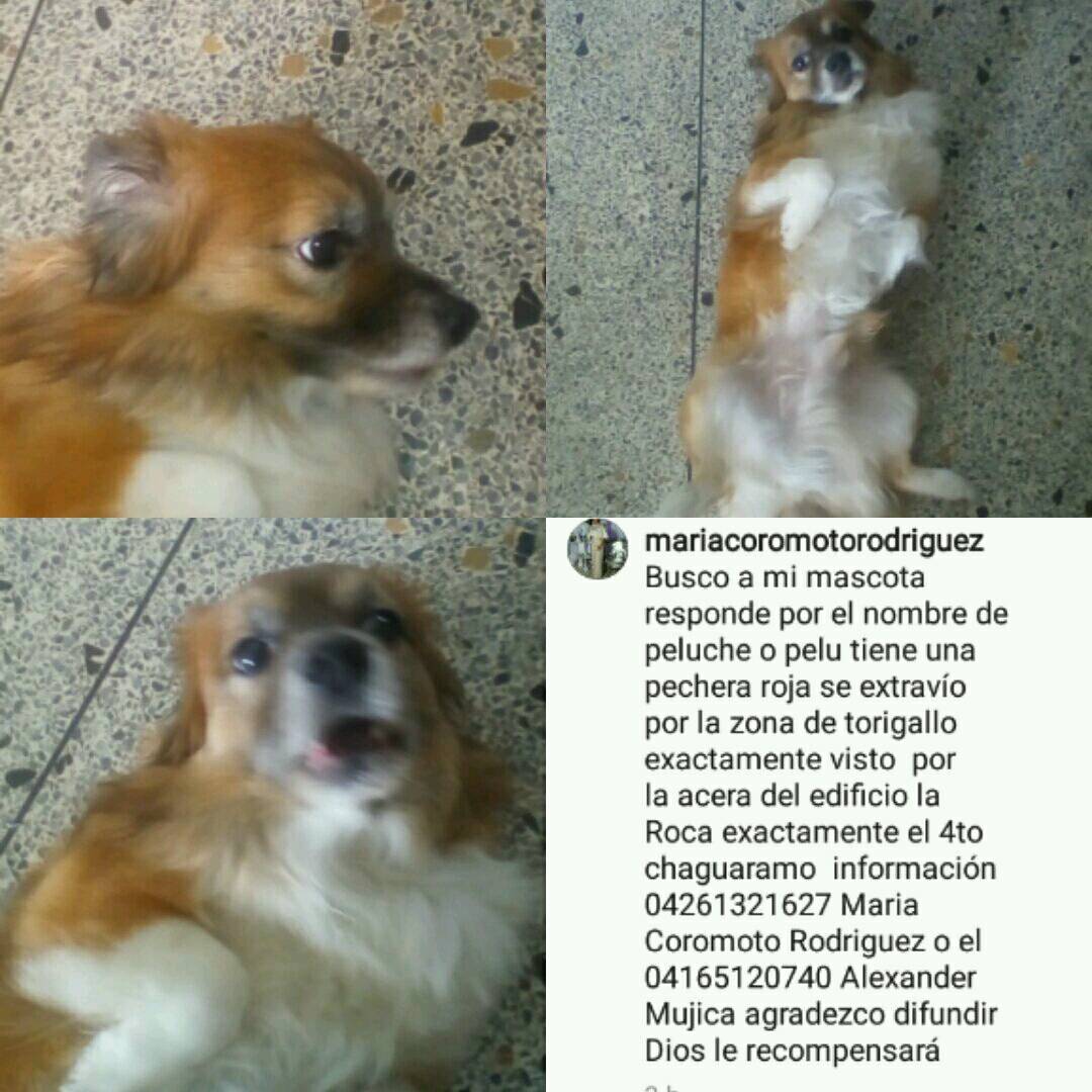 PerroUsuario's tweet photo. RT @alexycoro: @trafficVALENCIA Ayudenme por favor a difundir en valencia luego de desaparecer visto avenida Bolívar cerca de la Cedeño https://t.co/qSdn8ejfkg