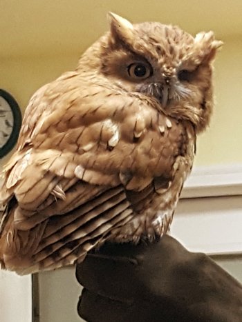 GVAwatershed's tweet photo. "Hoo"'s ready for tonight's #Owl Prowl? Tonight's program is booked, but there are still spaces for 11/4 and 11/10: https://t.co/z4wsyFFZdj https://t.co/Cj2e2V7OUD