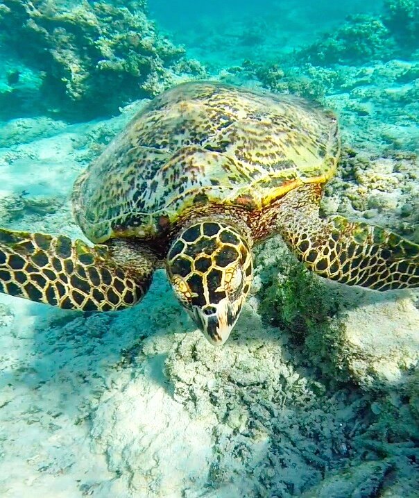 Volleontour's tweet photo. #turtlepower in #southeastasia 😃
#travel #traveling #travelblogger #vietnam #philippines🇵🇭 #indonesia #laos #myanmar #japan #bali #balibali https://t.co/A0gqWVj5tJ