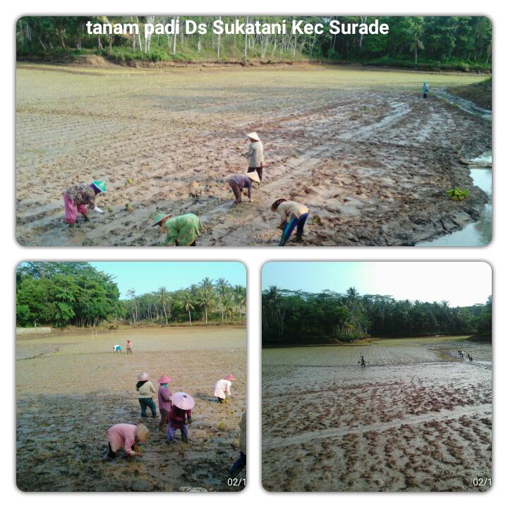 seputaransmi's tweet photo. 💪🤠 #exploresmi @Setditjen_TP: Giat..tanam padi sawah di Ds Sukatani Kec Surade Kab Sukabumi Jabar. https://t.co/f7fEZNORpX