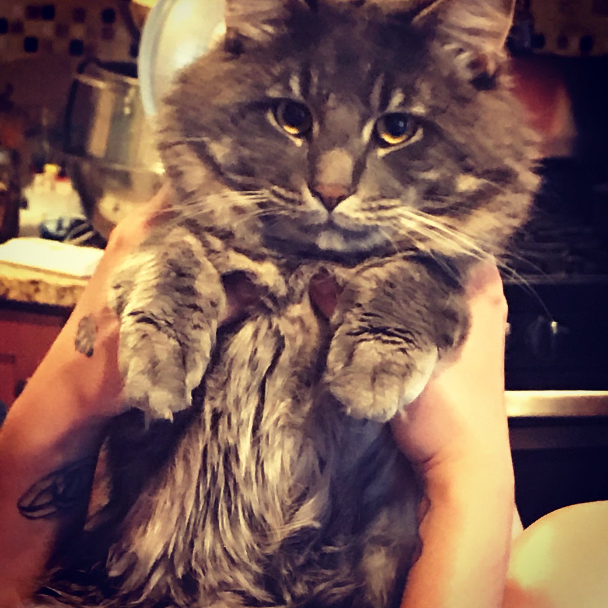 SisterSpliff's tweet photo. #lucifer #kitten #fatty #furbaby #fluffy #tgif #happyfriday  #peace #love #happiness https://t.co/FynSxYQZfk