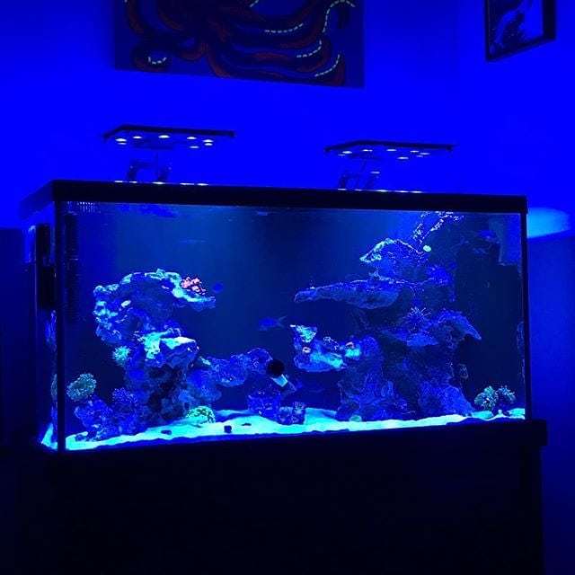 MaxspectLED's tweet image. It's like a huge blue glowstick! 🐠🐙🐟. #maxspect #coralvue #ethereal #maxspectgyre #maxspectethereal #maxspectleds #gear #coralvue #equipmen…