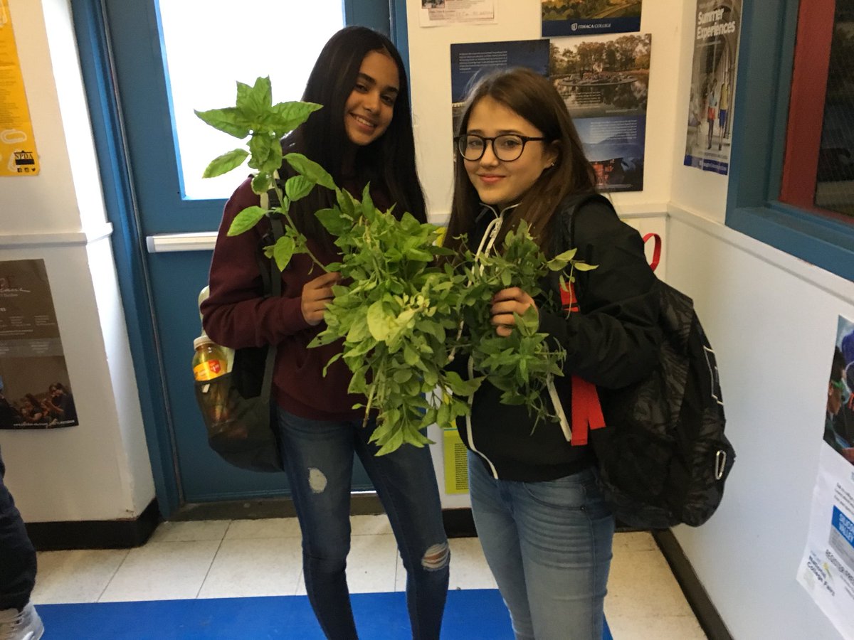 JustinRemus's tweet photo. BOD LP students Alissa &amp; Brianna harvest basil from TRCS’ rooftop garden. Cooking to follow after. #beyondorganicdesign #sustainability https://t.co/wZrUf3uK8r