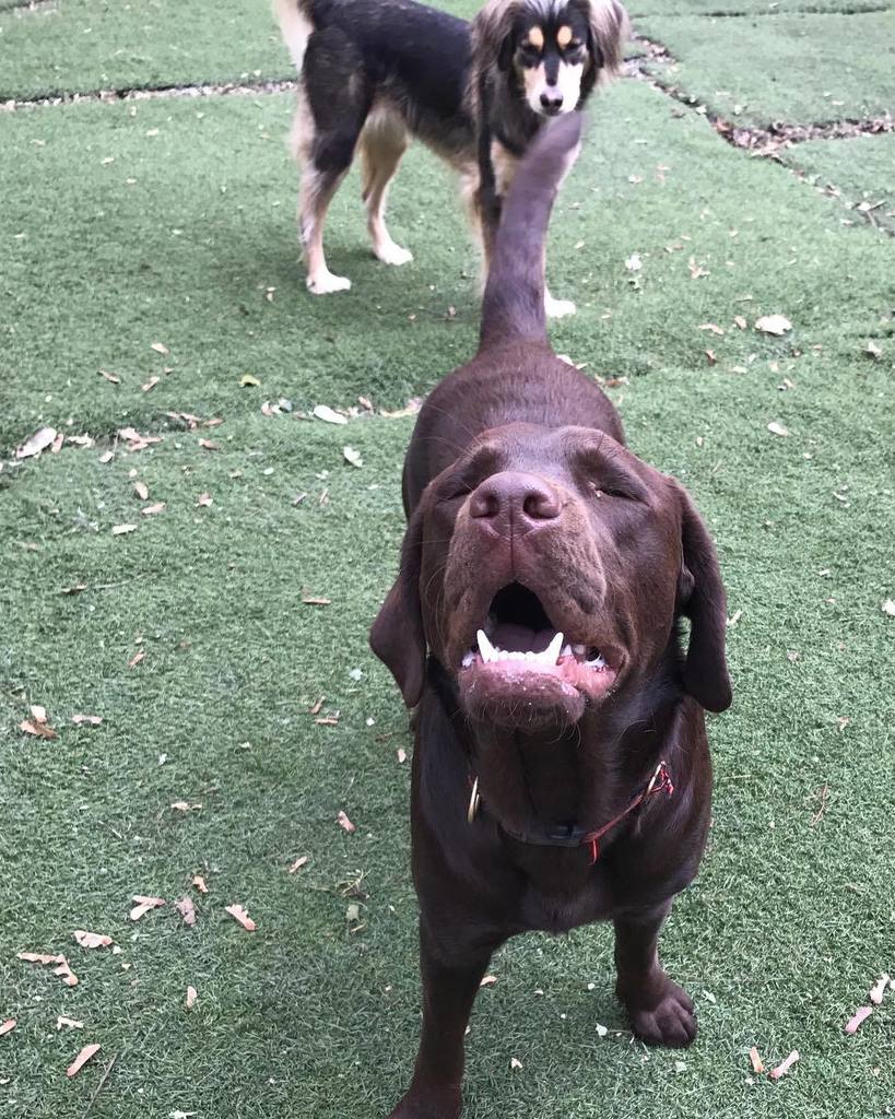 tailsboston's tweet photo. Marley in the back trying to figure out what Southpaw is doing #tailsboston #happydogsclub #tgif #jamaicaplain #bo… https://t.co/4SJ5BISFDX https://t.co/aAVjUwyLUa