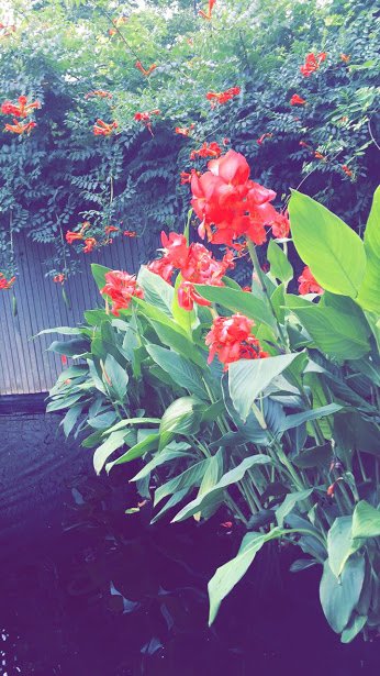 MariaKos7810's tweet photo. #chscolor https://t.co/1wOiXmNyTO