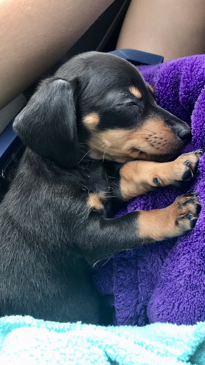 maypendergrass's tweet photo. I chose day light savings weekend to get my puppy because every second of sleep counts. https://t.co/T5T9wP1oSS