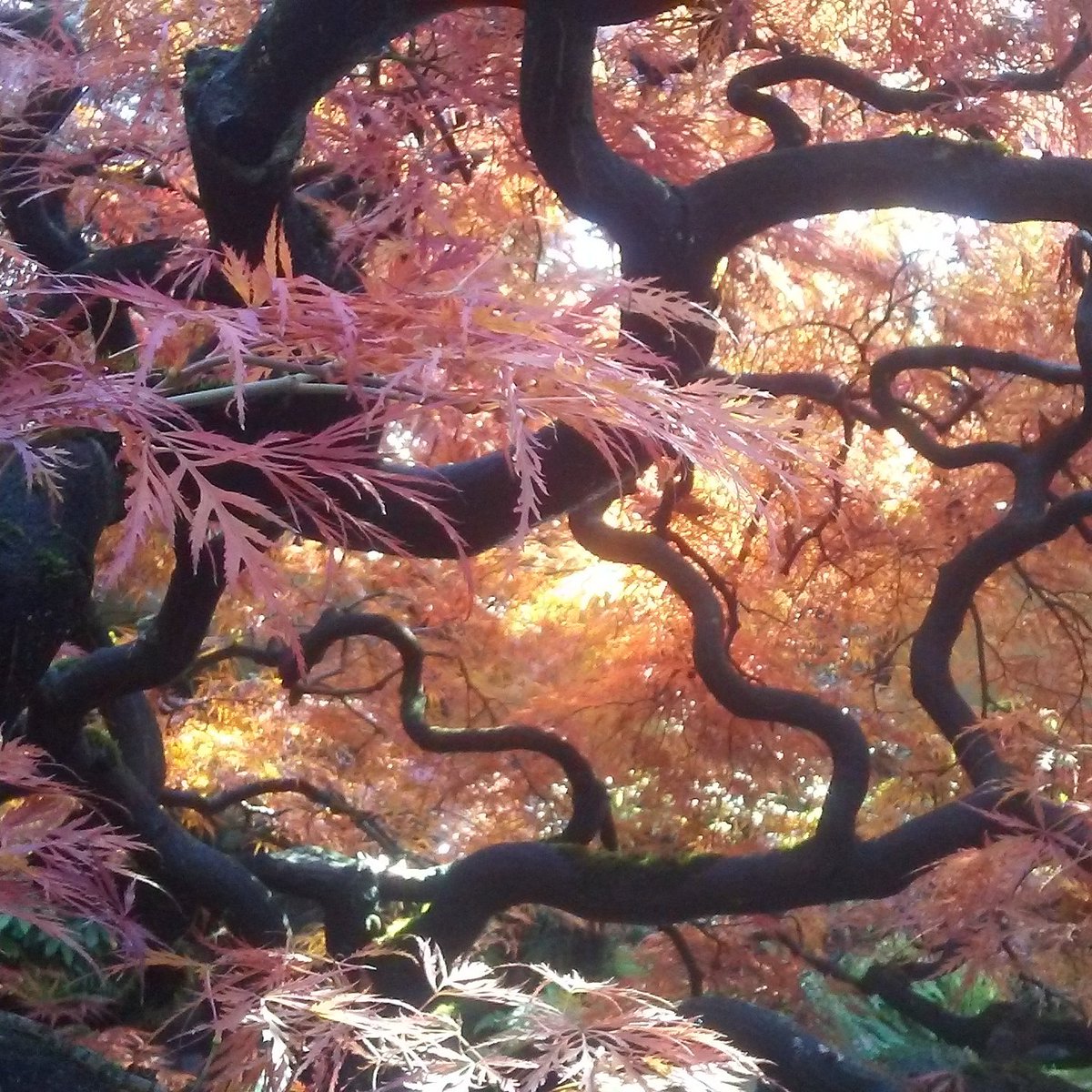 vancitywoman's tweet photo. ❤ I took this picture standing underneath this huge Chinese Maple Tree 😄 at #ParkandTillfordGardens #NorthVan #nofilterneeded #Trees https://t.co/UtcmtWtgjJ