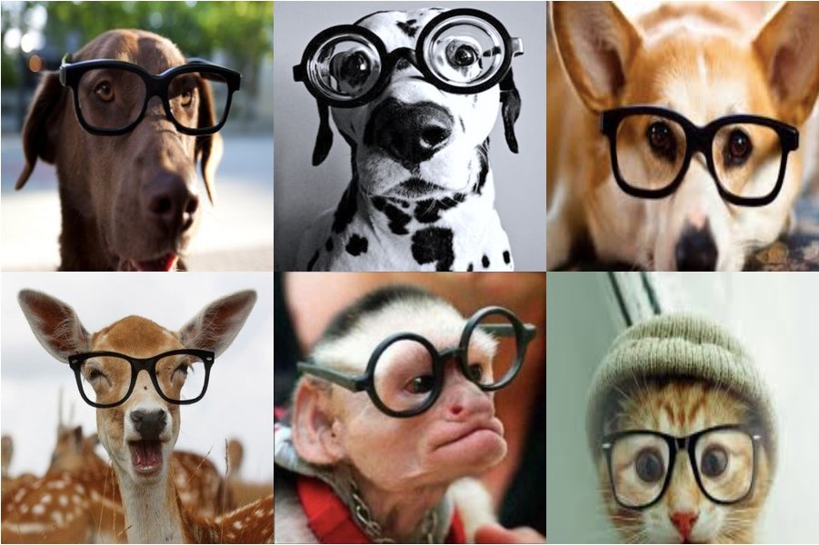 Can Dogs Need Glasses