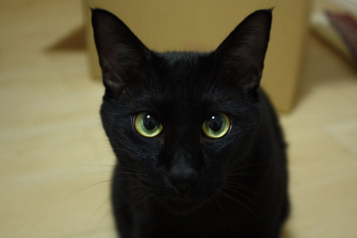 ひじきとくろもち2匹の黒猫 Hijikikunblog Twitter