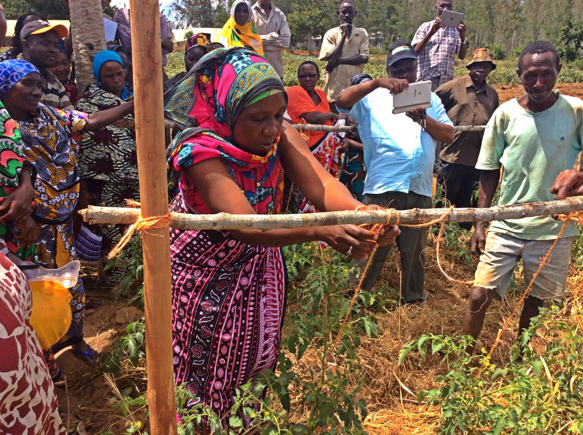 EstherNgumbi's tweet photo. We continue to celebrate the journies of farmers we have impacted at the Kenyan Coast. Farmers learn how to stake tomatoes @OYESKAGREENS https://t.co/QDcGme44nx