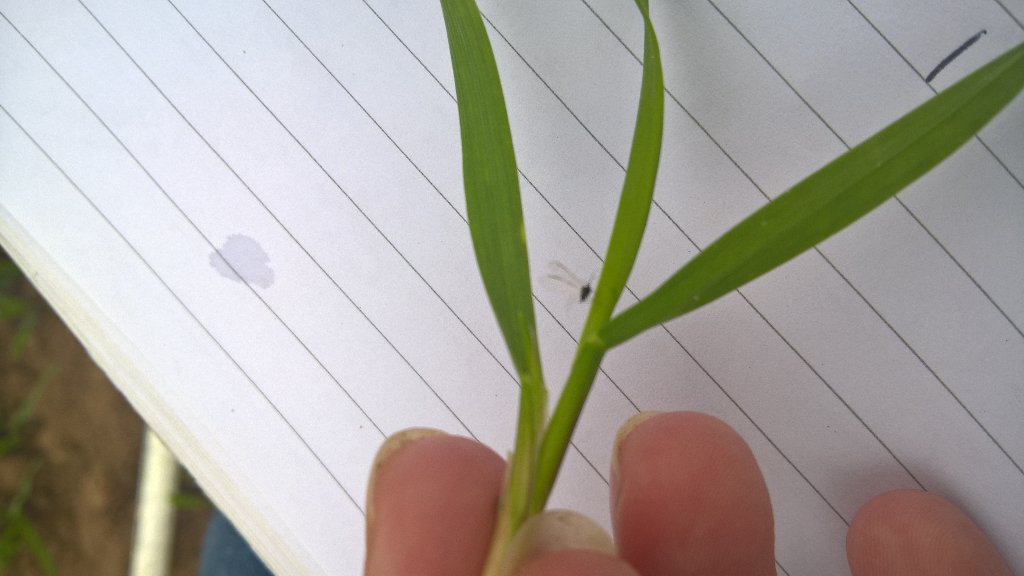 cropresearchse1's tweet photo. More #aphids today but in #RedigoDeter treated #Rye drilled 2nd wk October https://t.co/QJuv3fOUZZ